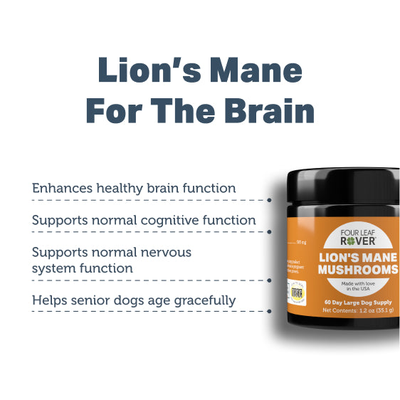 Lion's Mane - Organic Mushroom Extract